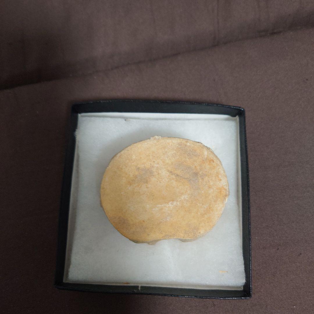 プレシオサウルスの椎骨の化石