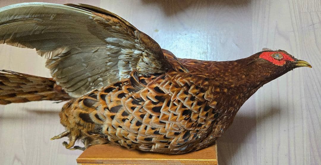 西直樹ページ　　剥製 セット　コウライキジ　ヤマドリ　台座付き