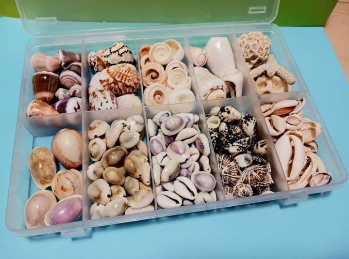 A 貝殻とサンゴの宝箱　宝石箱　210個以上セット　中サイズ　タカラガイ