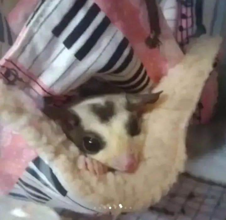 モモンガハウス（猫柄・ピンク）ラビットボア    ポーチ  2100円