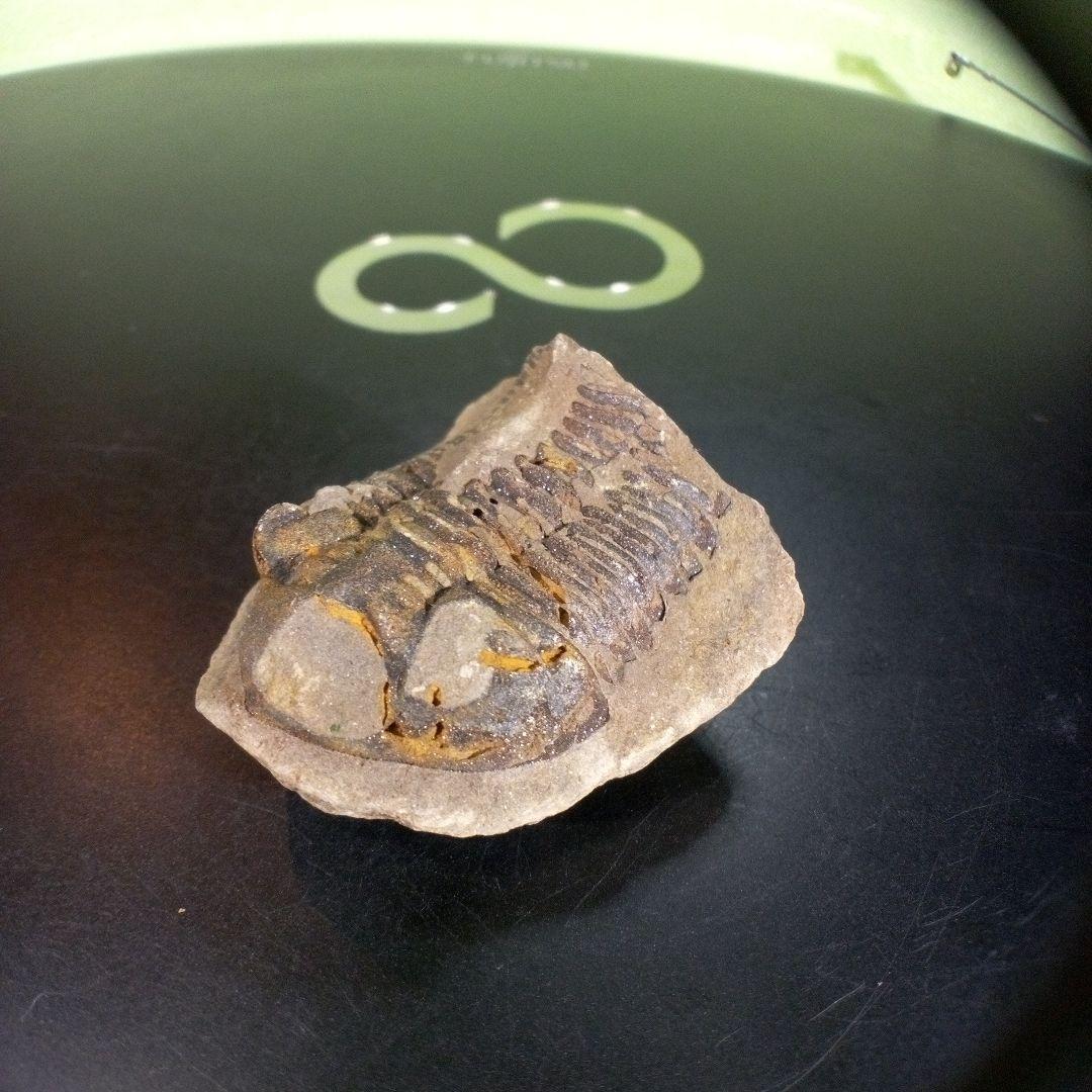 三葉虫　化石　ボリビア産　南アメリカ　trilobite　南米産fossil③