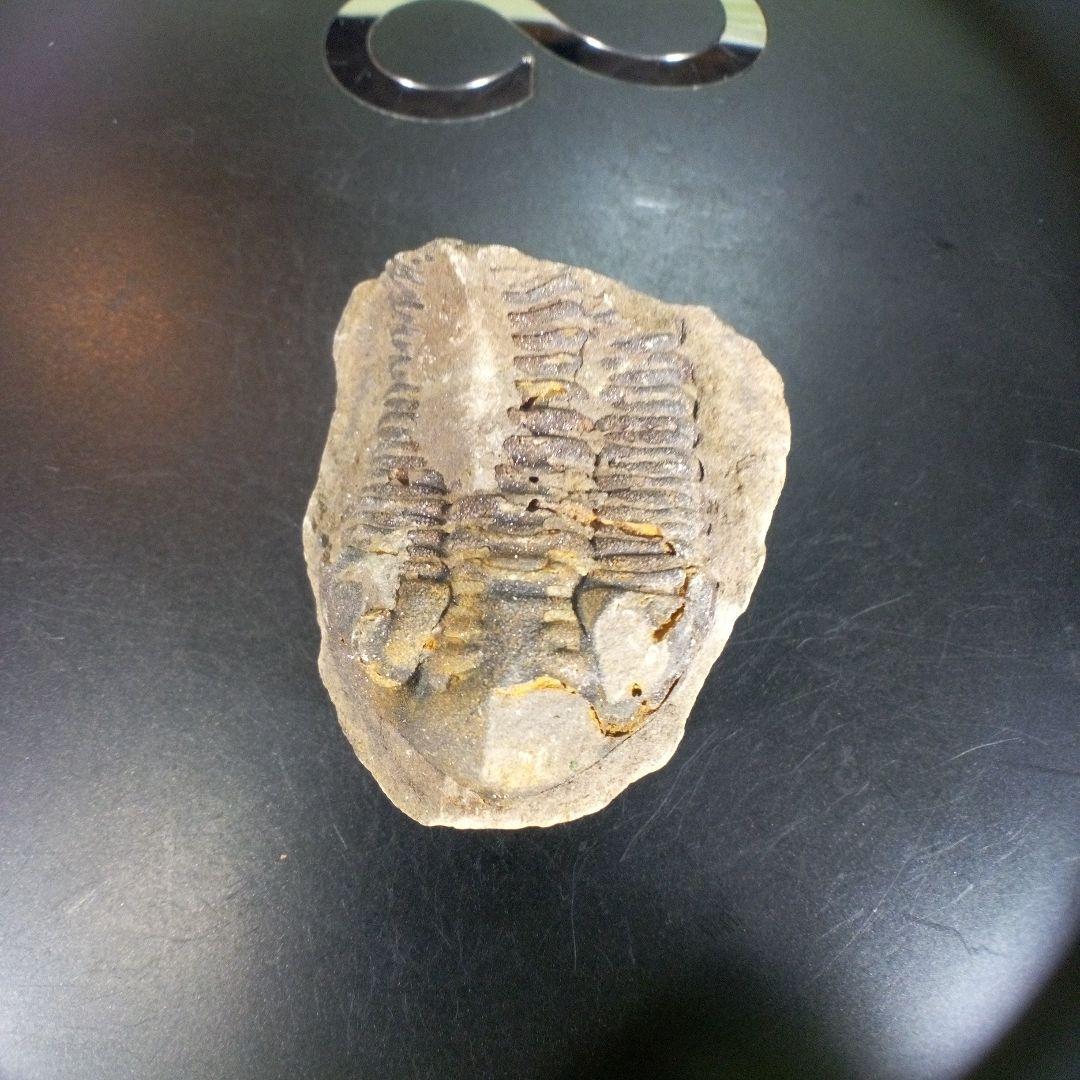 三葉虫　化石　ボリビア産　南アメリカ　trilobite　南米産fossil③