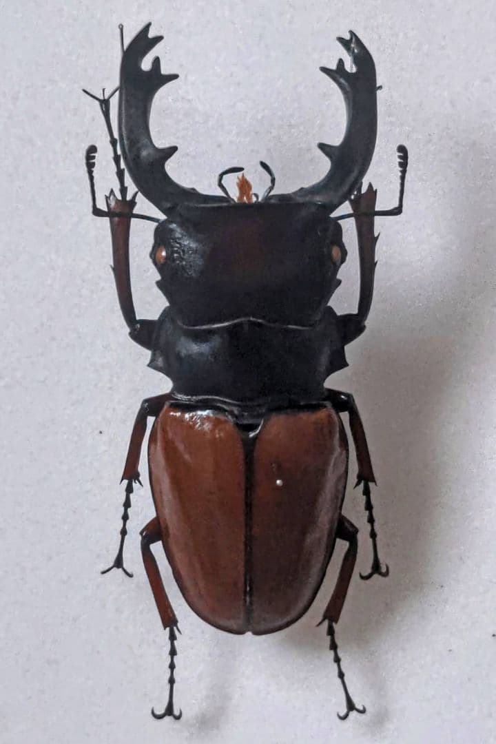 bukis9889 モラリスツヤクワガタ 標本