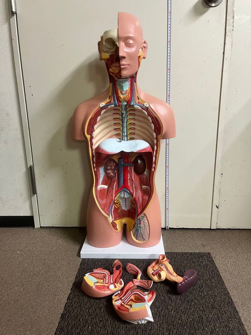 人体模型 トルソー模型 全身解剖モデル 内臓取り外し式 医療 教育用 等身大