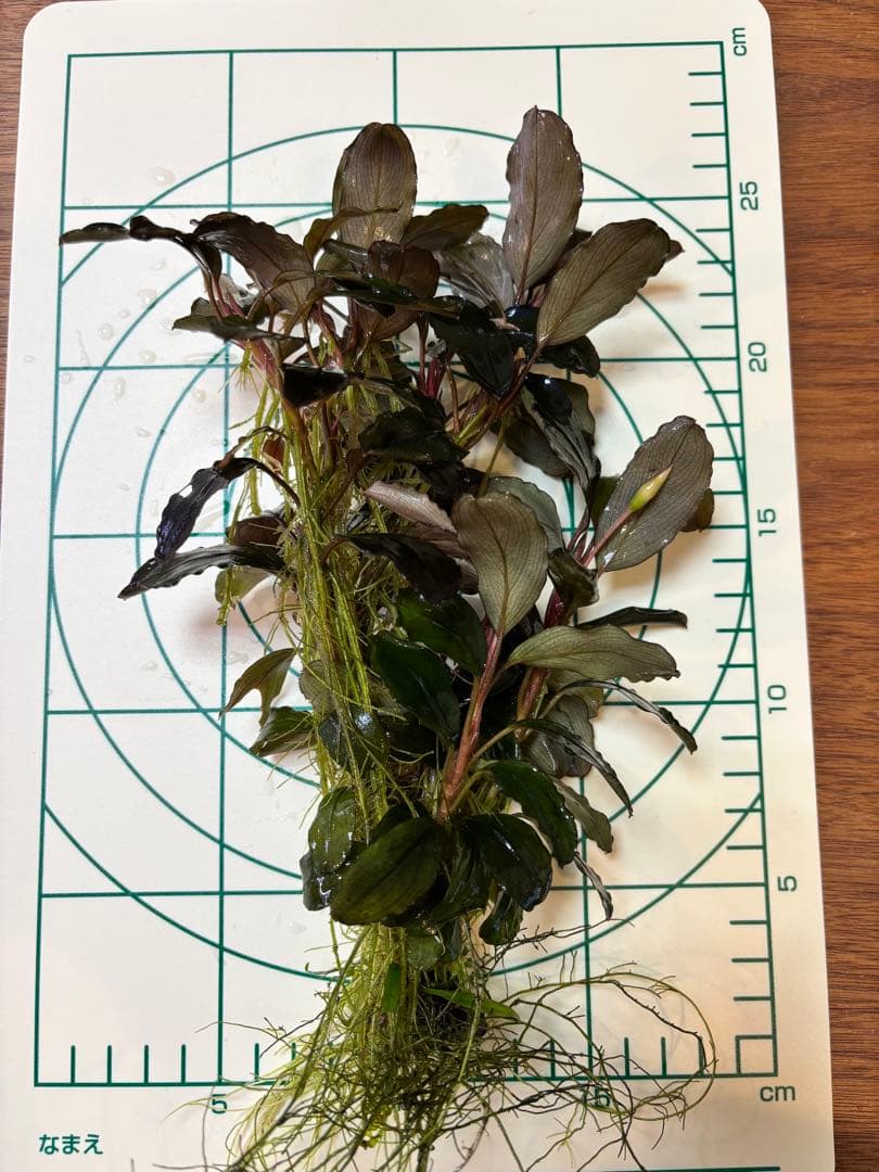 Bucephalandra sp. Blue Purple特大群生株