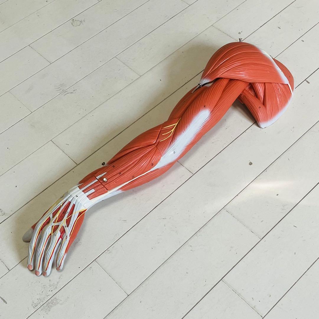 3B Scientific 筋肉上肢模型 左腕 筋肉解剖 6分解モデル