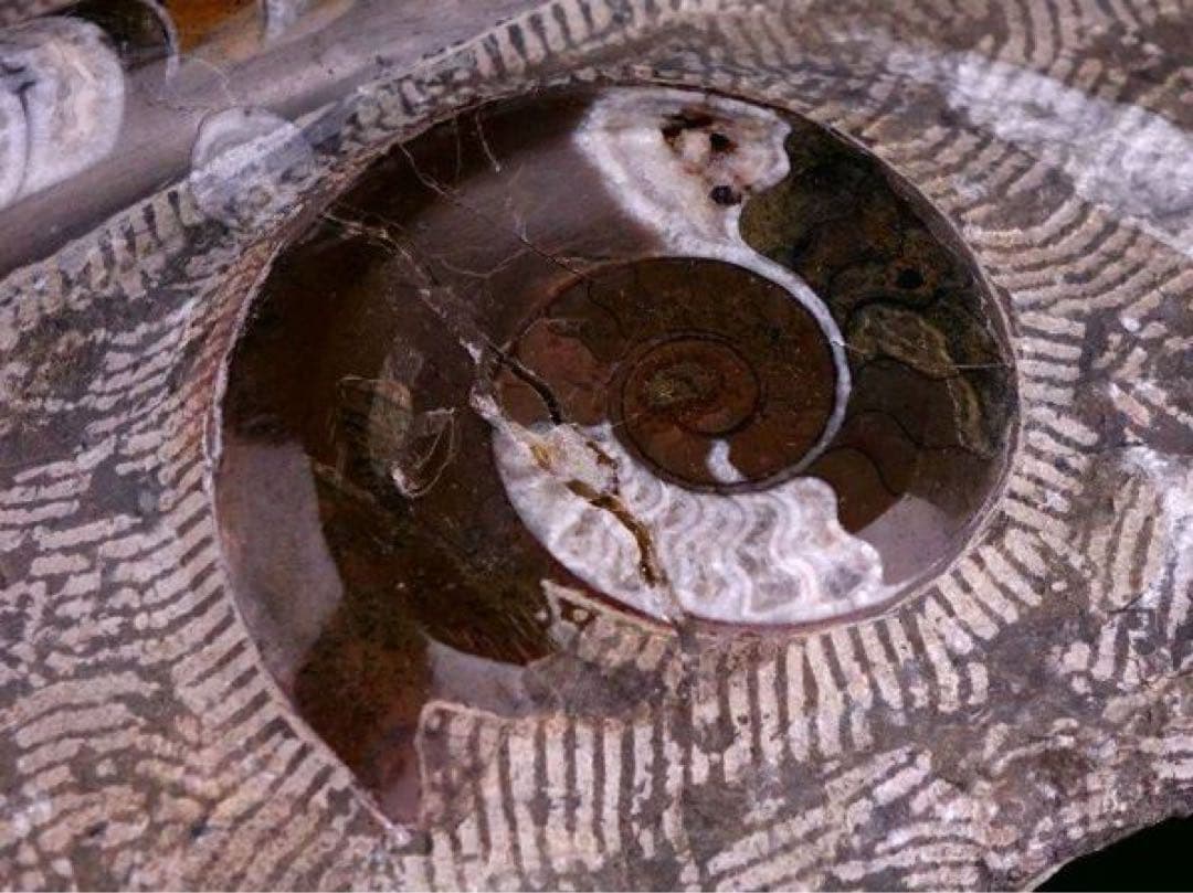 アンモナイト化石 大型標本⭐︎着払