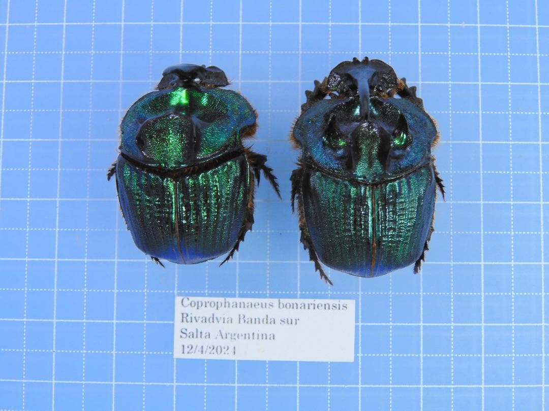 Coprophanaeus bonariensis　32mm 35mm