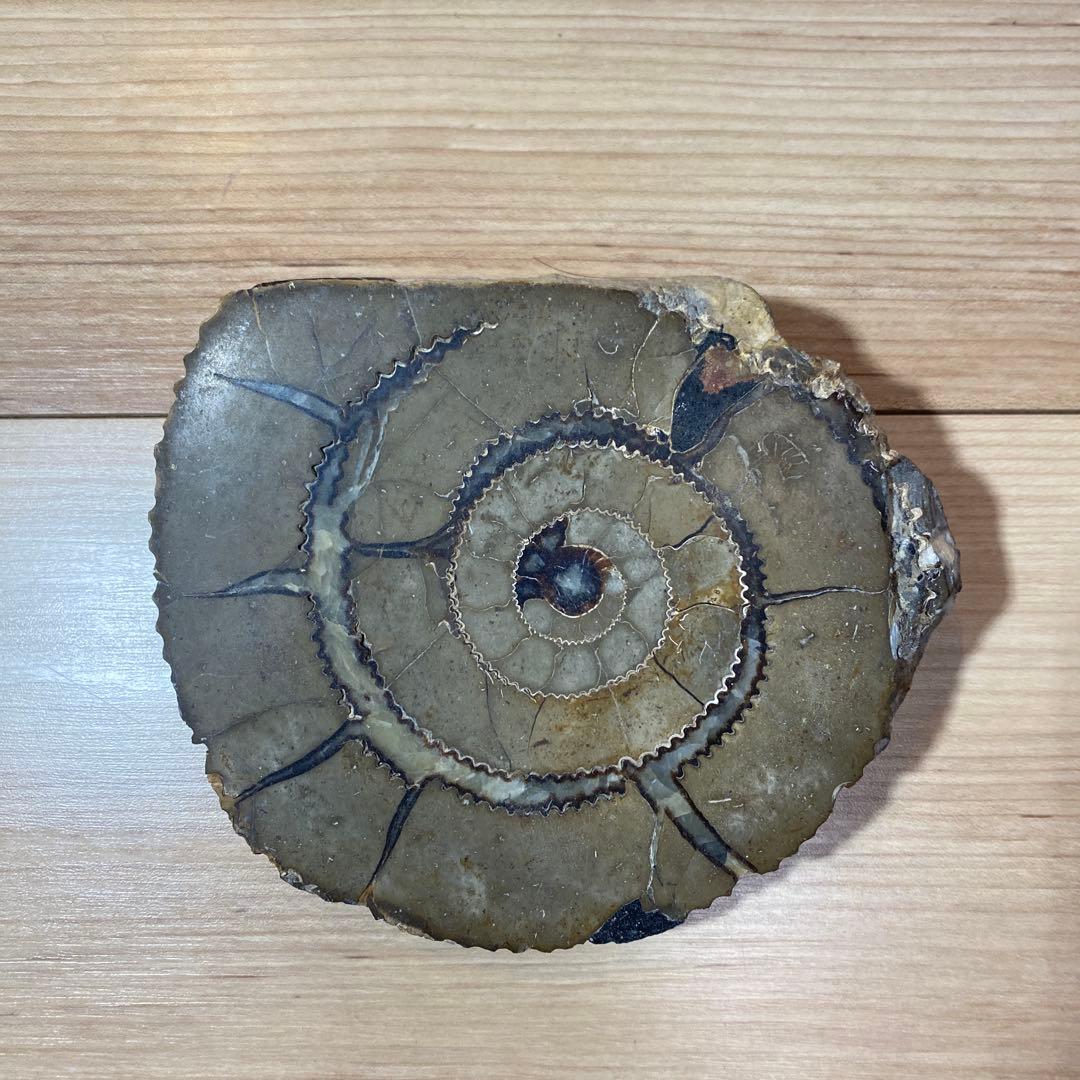 アンモナイト　化石