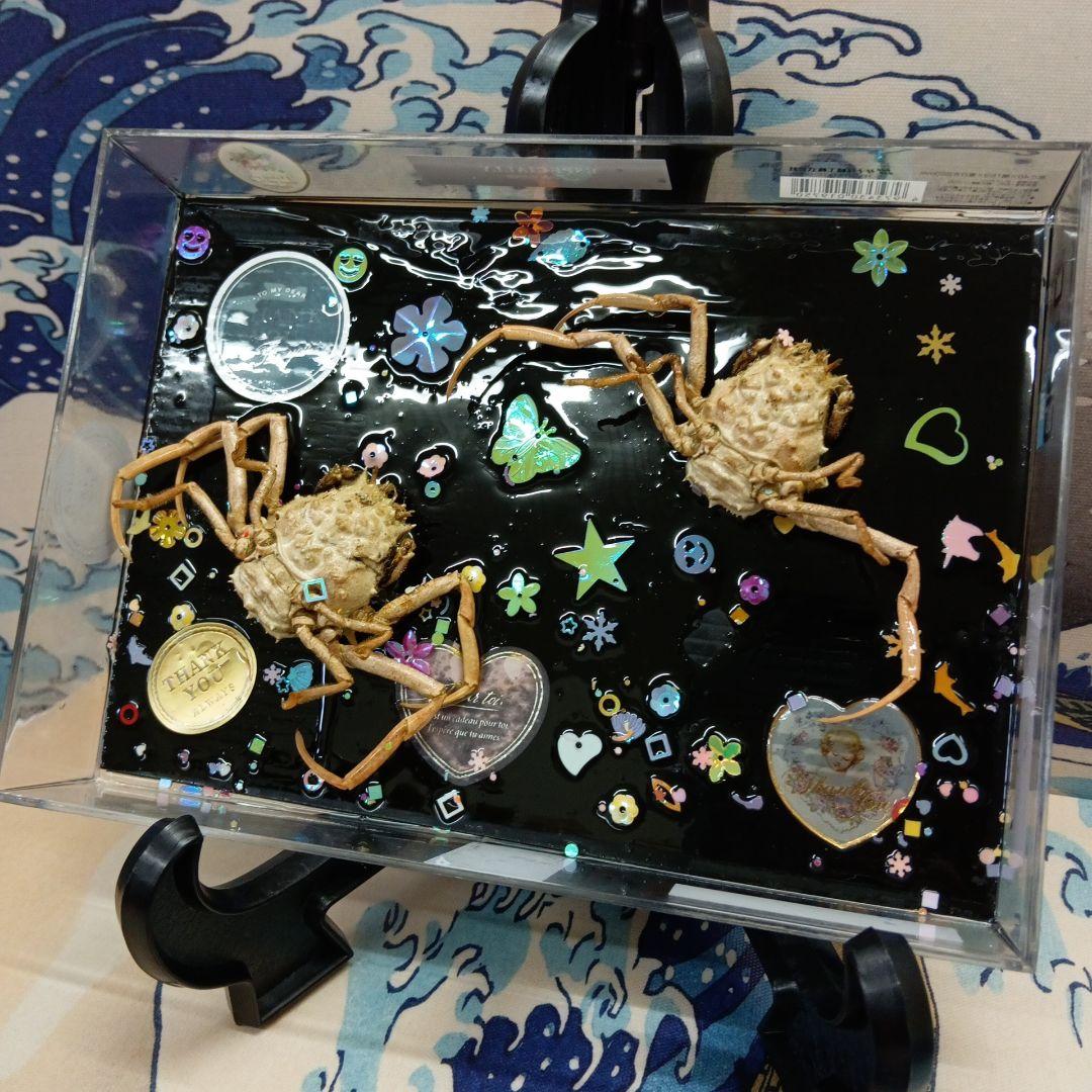 平家武者怨霊稀少レア瀬戸内海源平合戦古戦場人面蟹個体リアル立体鬼面蟹コレクション