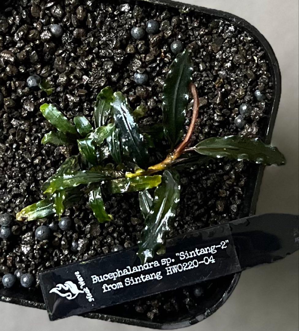 Bucephalandra sp. \"Sintang-2\" 黒葉　正規タグ付き