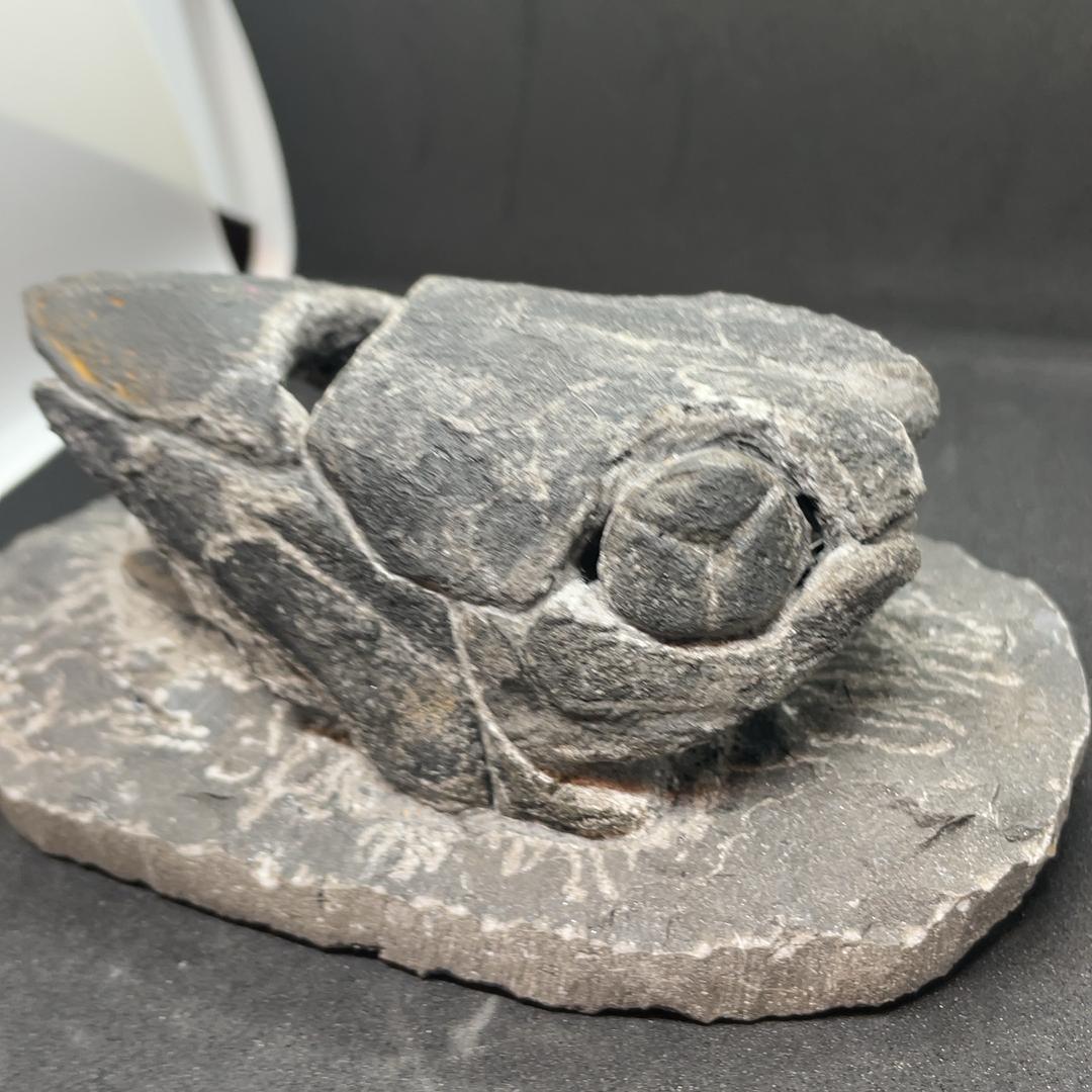 エンセオステウス　placoderm fish　化石 おまけ付き