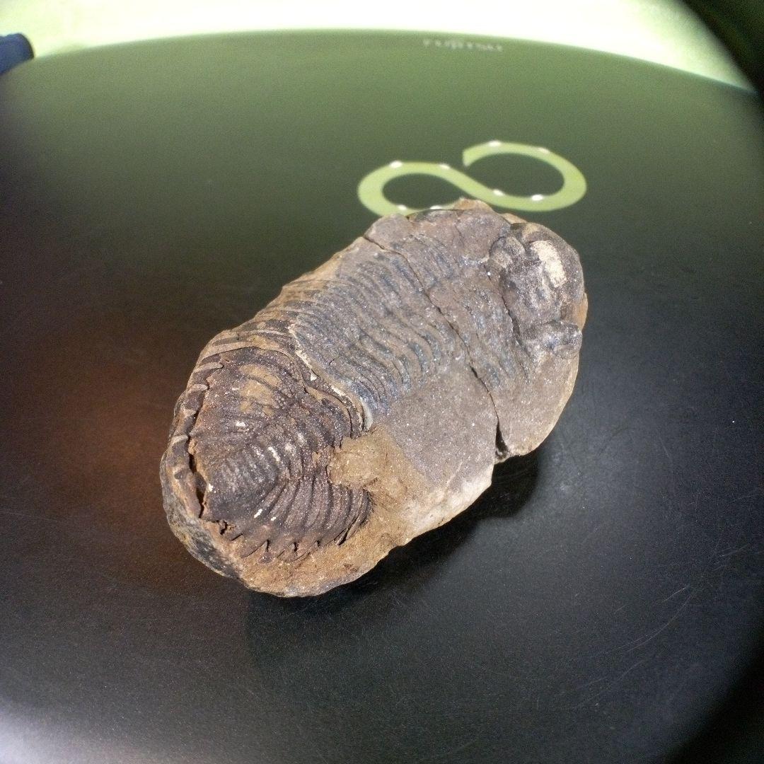 三葉虫　化石　ボリビア産　南アメリカ　trilobite　Bolivia三葉虫⑦