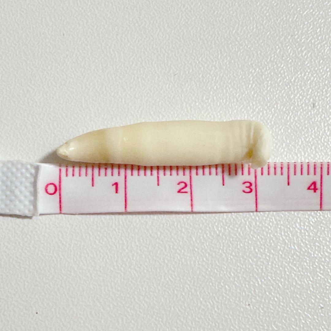 イルカの歯2本セット