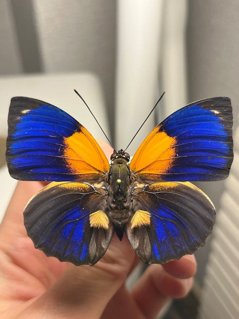アグリアスファルキドンフルニエラ♂ ファルキドンミイロタテハ 蝶標本