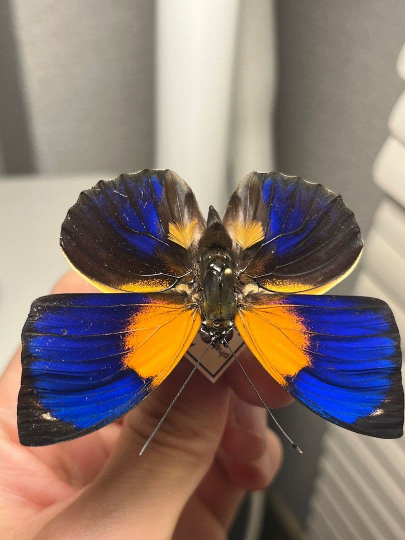 アグリアスファルキドンフルニエラ♂ ファルキドンミイロタテハ 蝶標本