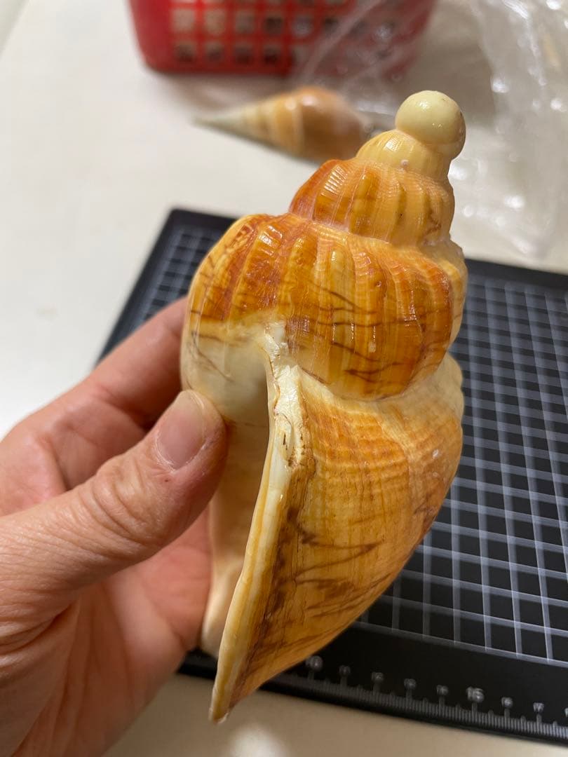 ダンシャクボラ　貝殻　標本