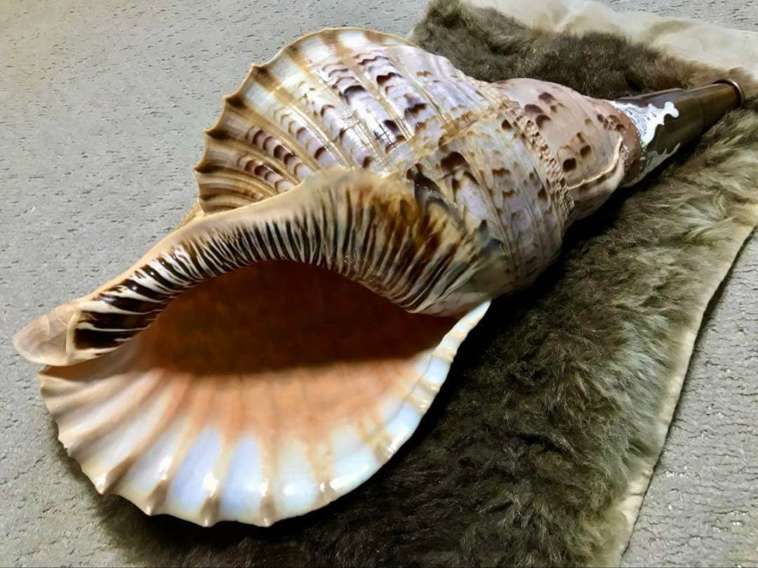 【超美品】42cm超え　大型法螺貝(ほら貝ホラ貝)