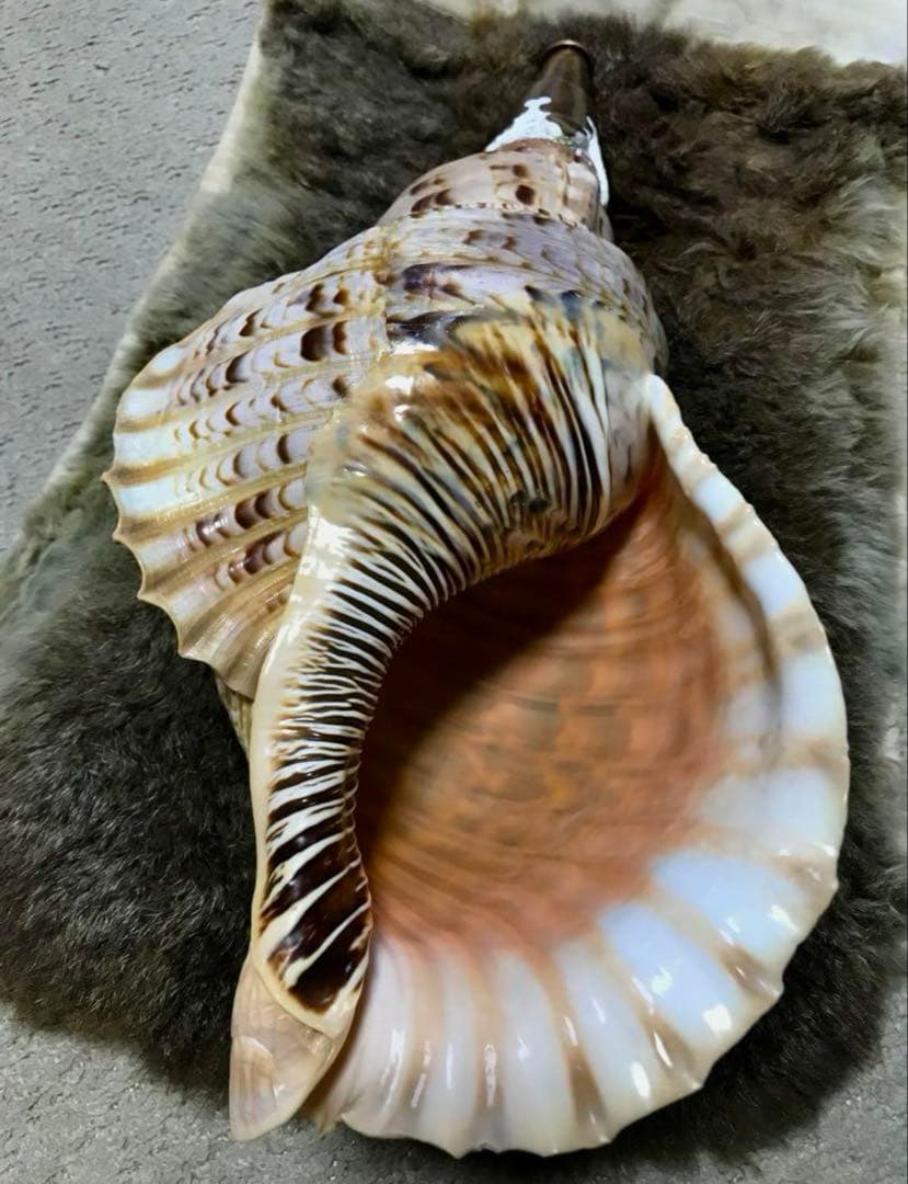 【超美品】42cm超え　大型法螺貝(ほら貝ホラ貝)