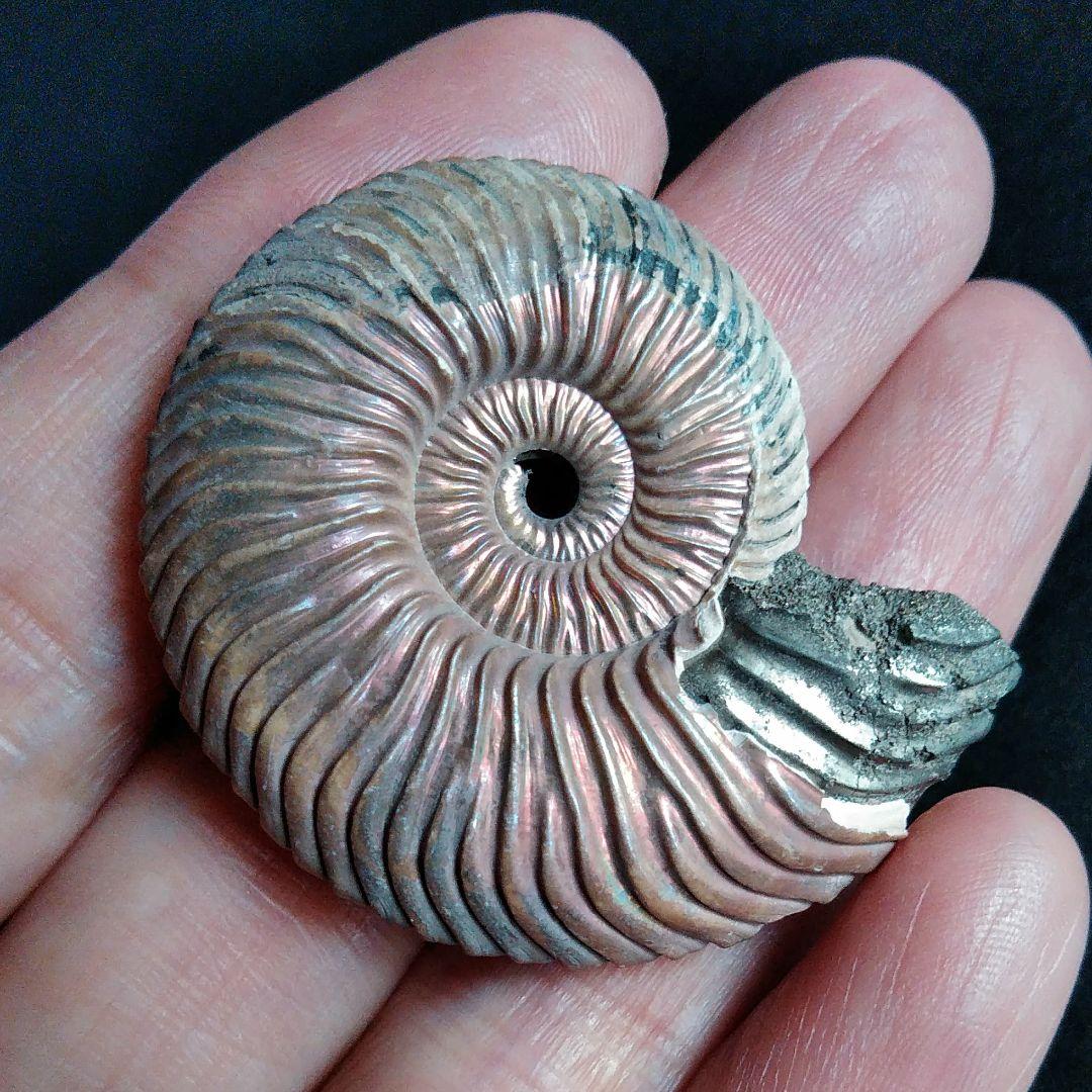 化石　骨格　標本　アンモナイト　美麗　40mm