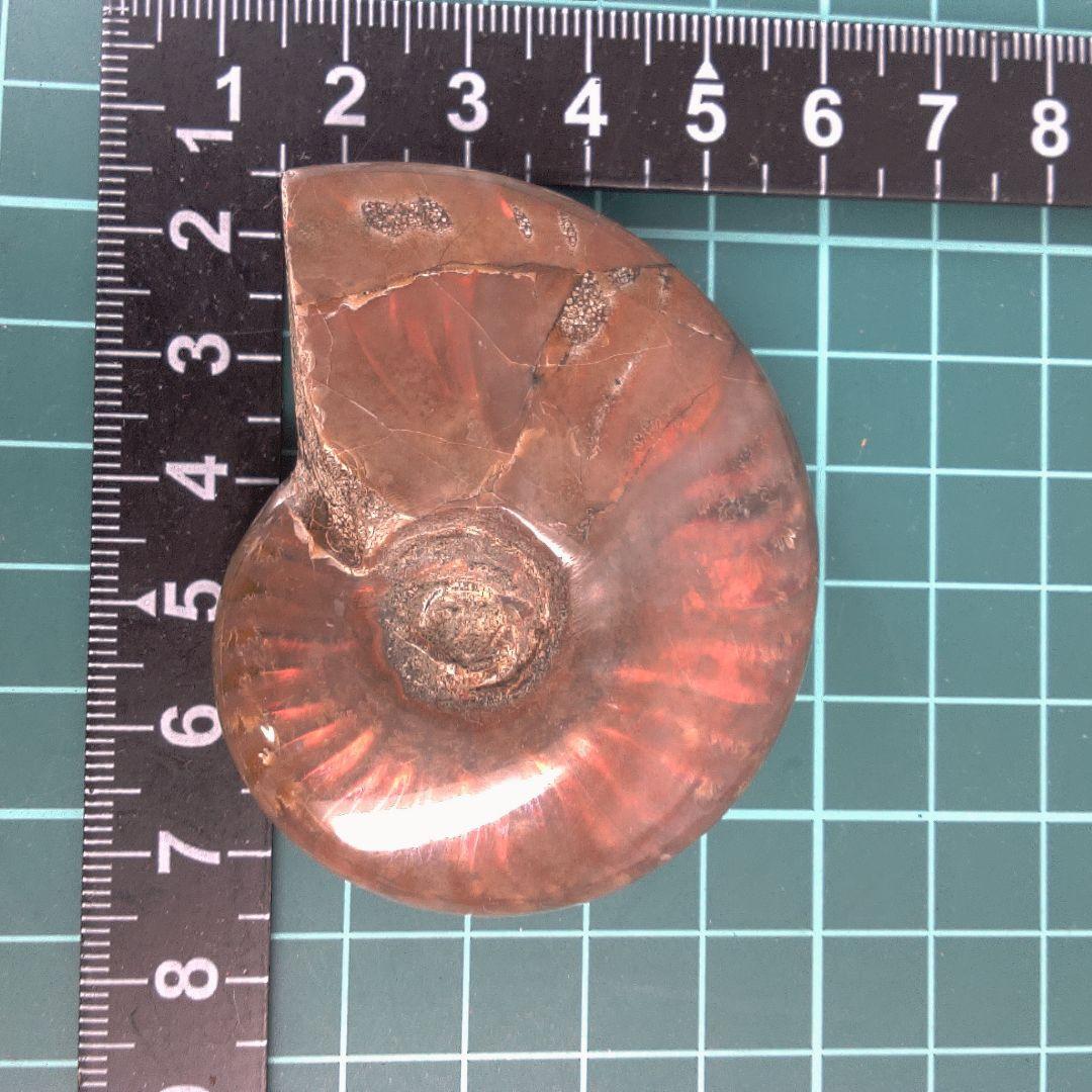 小物１ アンモナイト化石 赤褐色