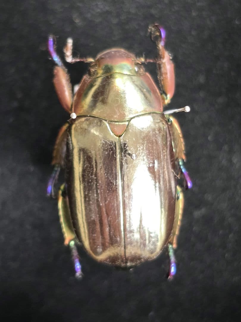 プラチナコガネ８頭ドイツ箱セット