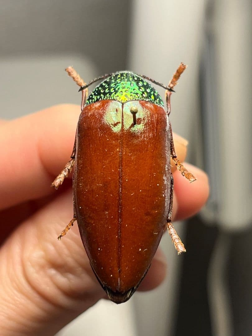 【年代物】チャイロフトタマムシ フトタマムシ スハンダエ プラチナコガネ 標本