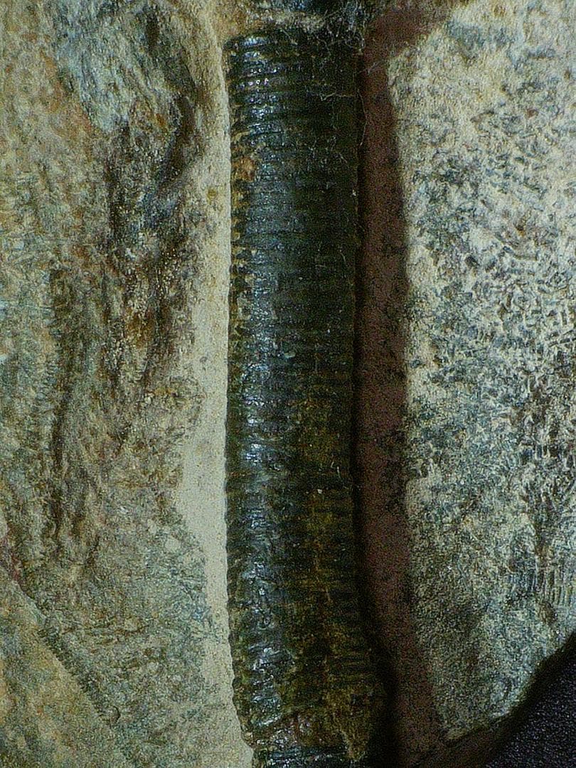 ウミユリ 化石 棘皮動物 重さ682 g 大きさ 約18x16 cm モロッコ産