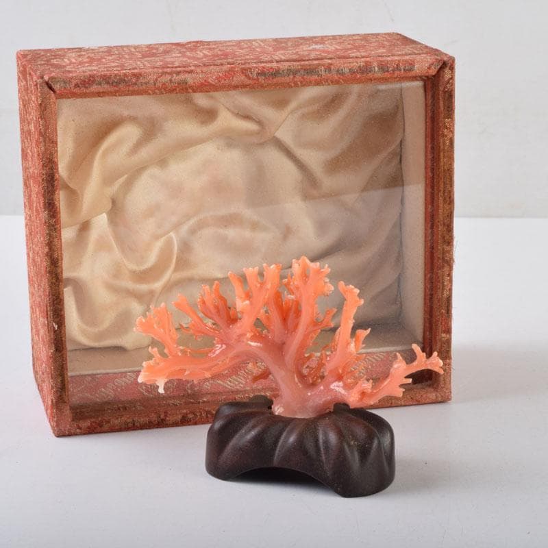 中国　赤珊瑚　サンゴ　置物　唐木台・ケース付　V　9075