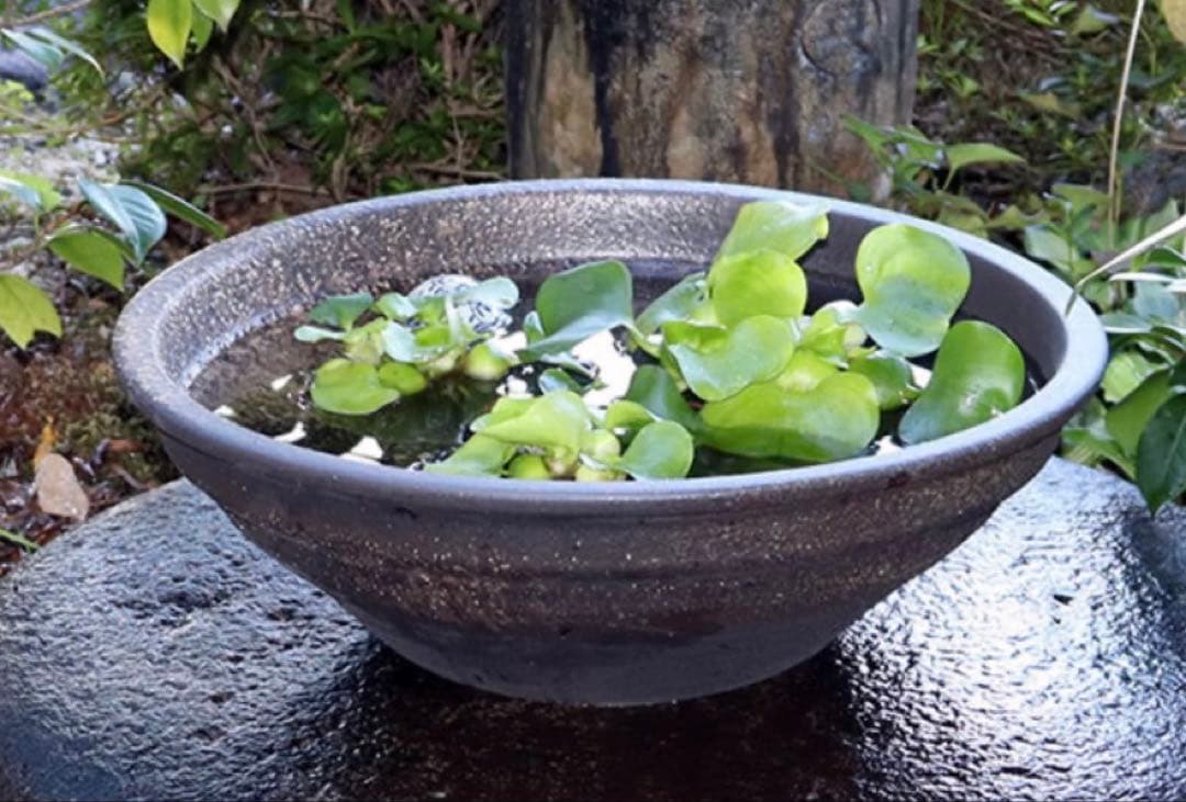 黒色のメダカ鉢 直径約44cm