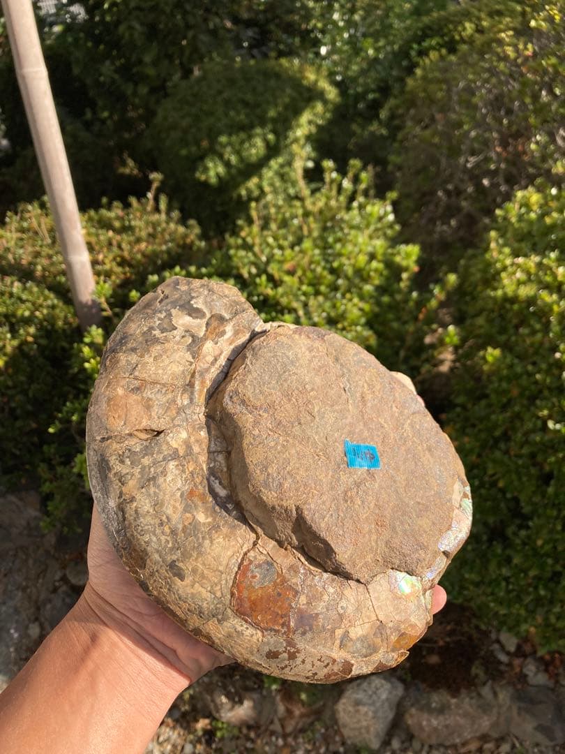 北海道　中川　大きな虹色ハウエリセラス　化石　恐竜