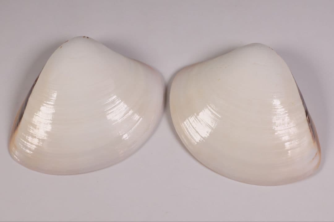 貝合せ 池坊専好立花図 四十五世 池坊専永 箱書 香合 華道 金彩【MA908】