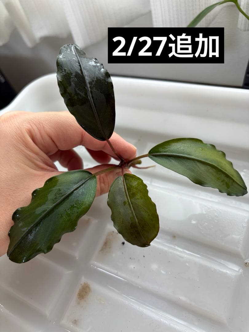 【ぞのぞの】ブセファランドラ3種セット