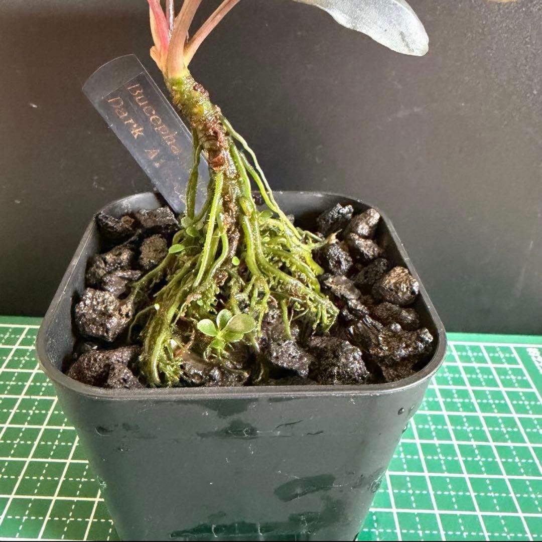 【ぞのぞの】ブセファランドラ3種セット