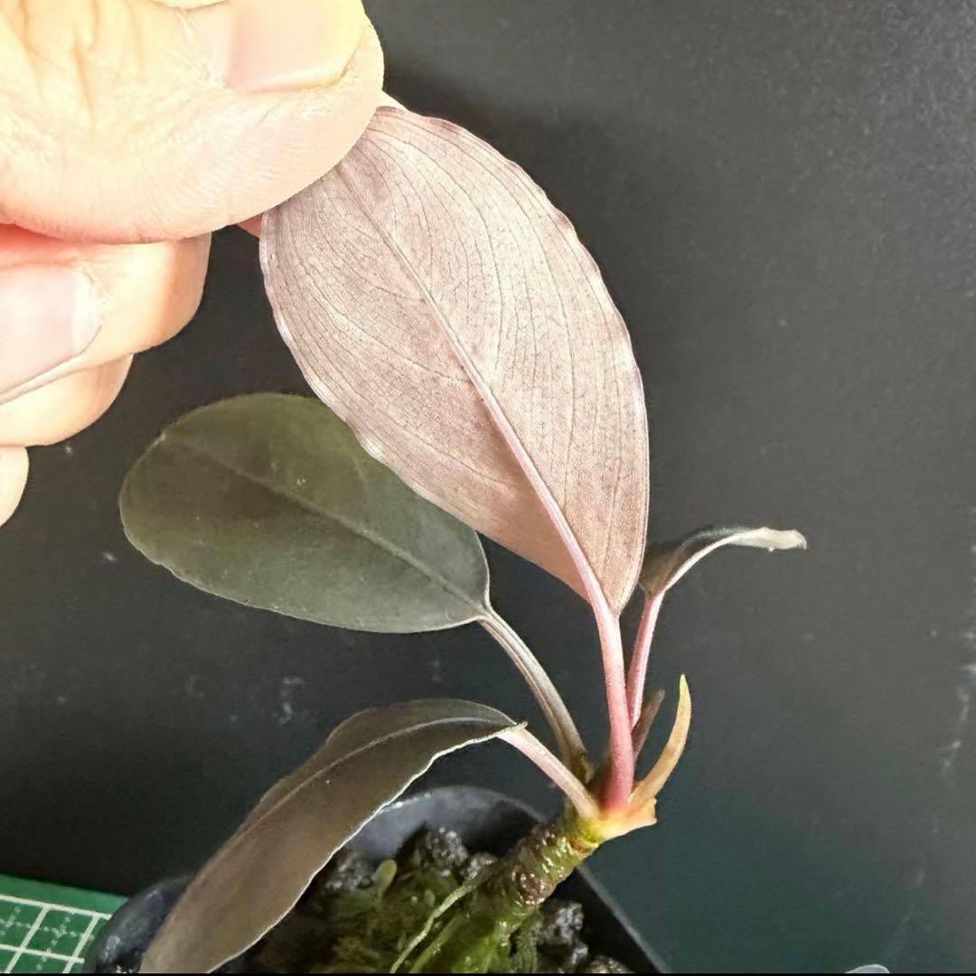 【ぞのぞの】ブセファランドラ3種セット