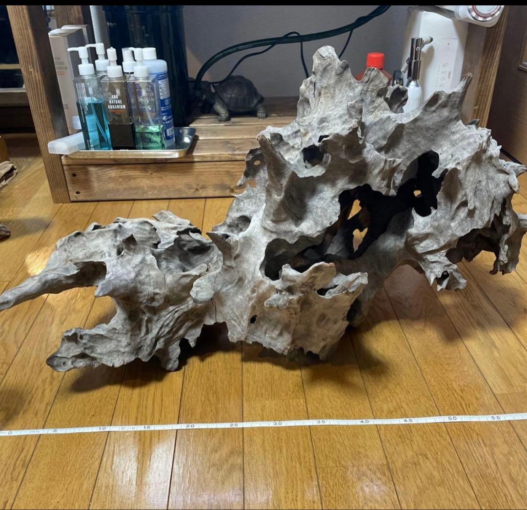 超美形大型流木L〜LLサイズ＋おまけ流木付き