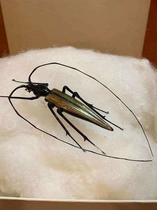 ベネチアンガラス　巨匠ヴィットリオ・コスタンティーニ　カミキリムシ