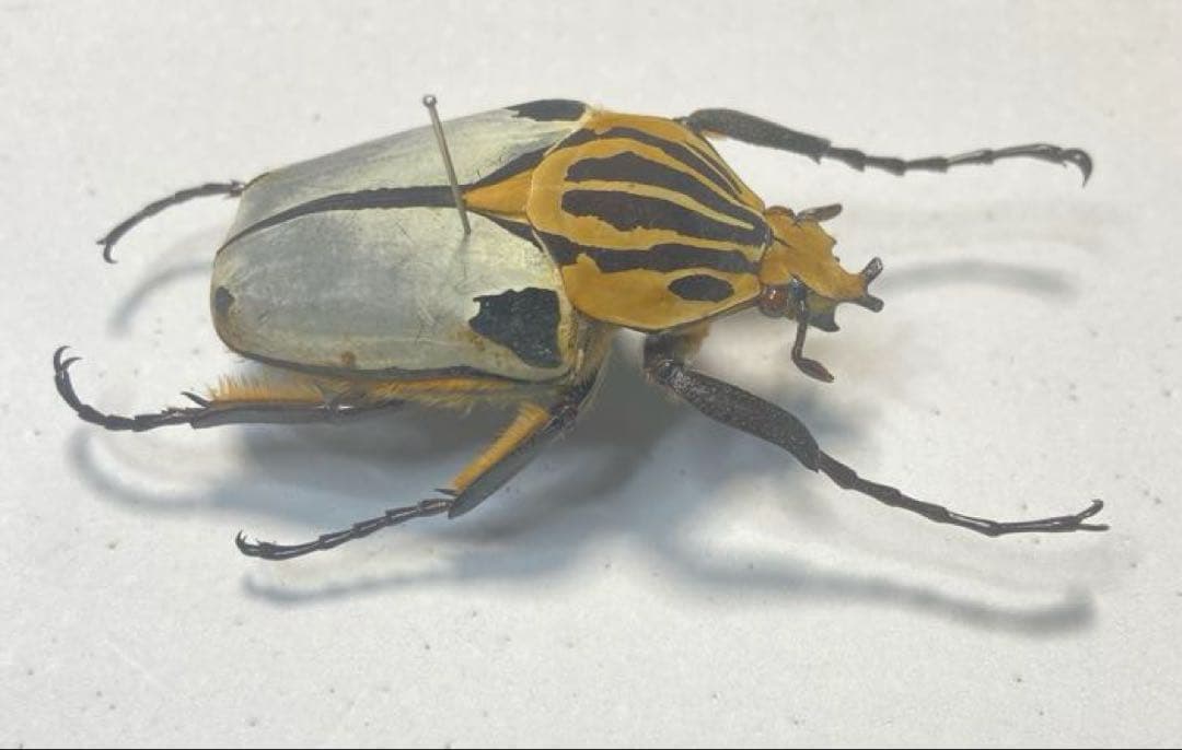 ゴライアスカタモンオオツノハナムグリ　約52ミリ