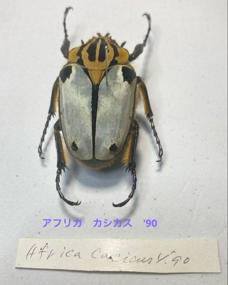 ゴライアスカタモンオオツノハナムグリ　約52ミリ