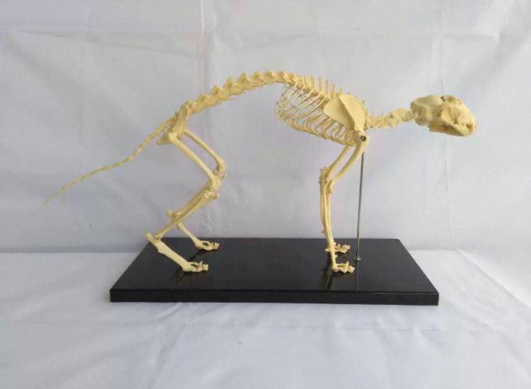 R*o様 猫全身骨格模型 解剖学標本 W47×L23×H32cm