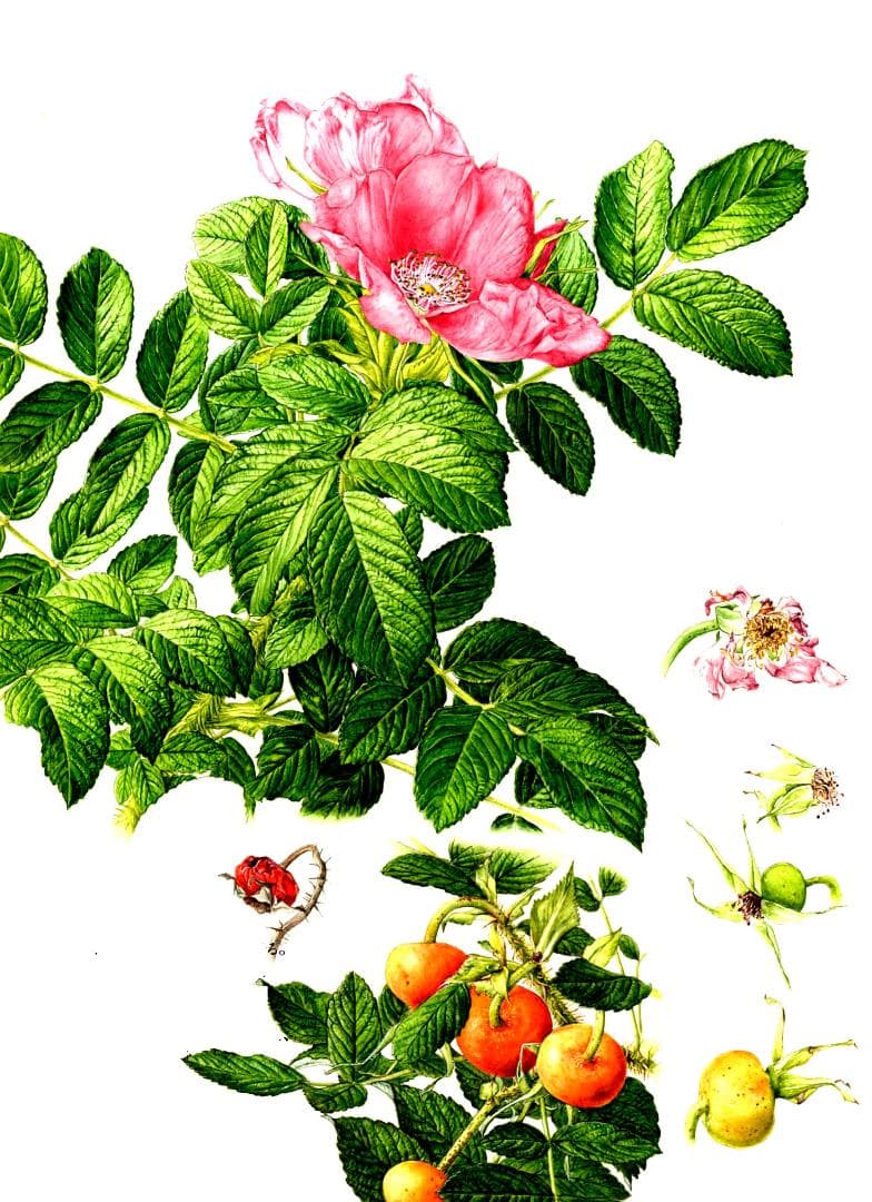 110000円値引き!・超細密肉筆植物画ハマナス(浜梨)