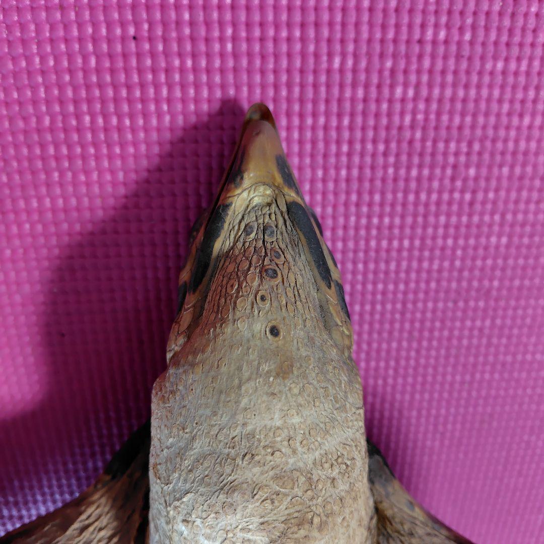 亀 　タイマイ 　剥製