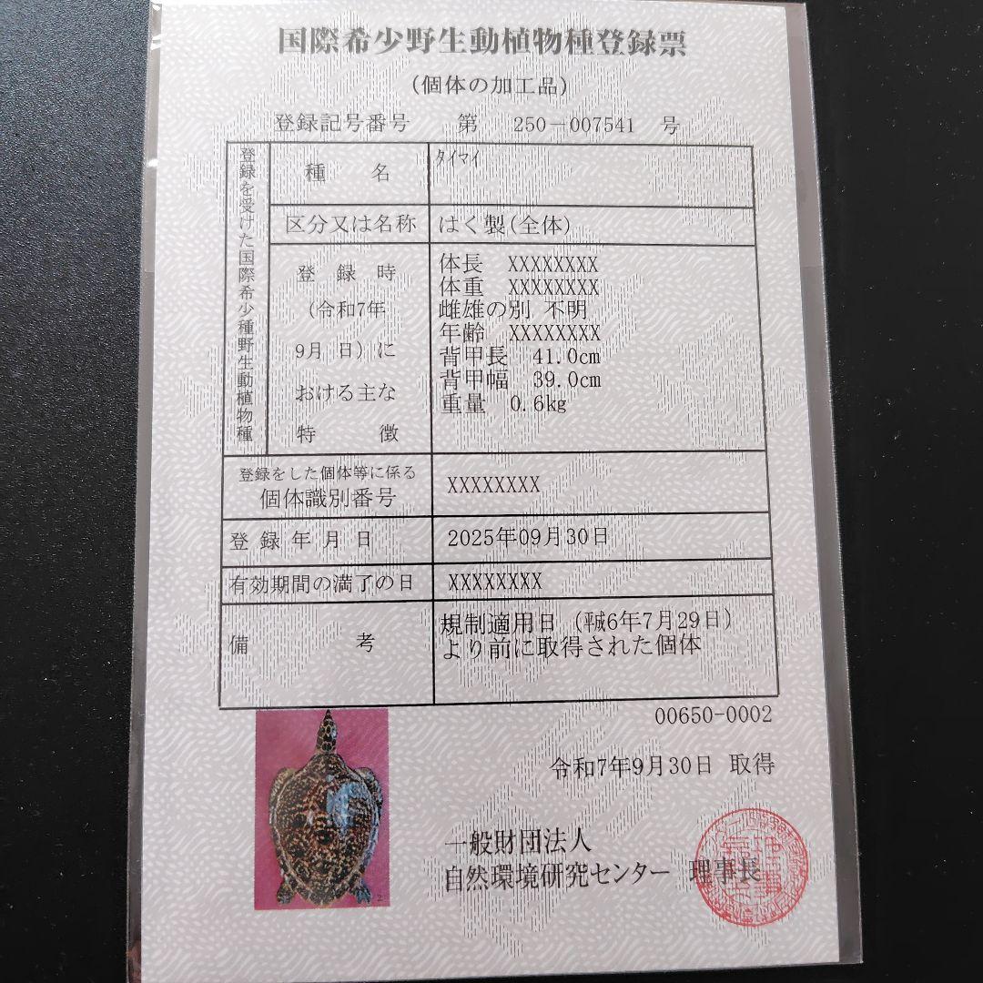 亀 　タイマイ 　剥製