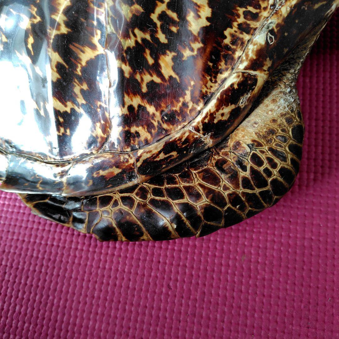 亀 　タイマイ 　剥製