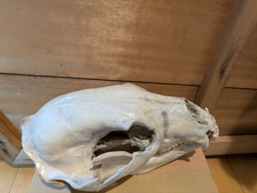 ツキノワグマ 頭骨 骨格標本 剥製