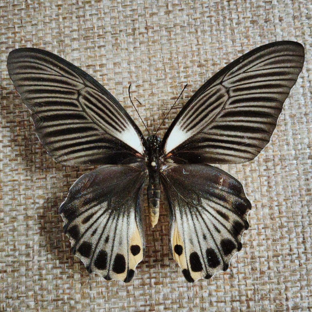 蝶標本　ナガサキアゲハ sipora島産　インドネシア