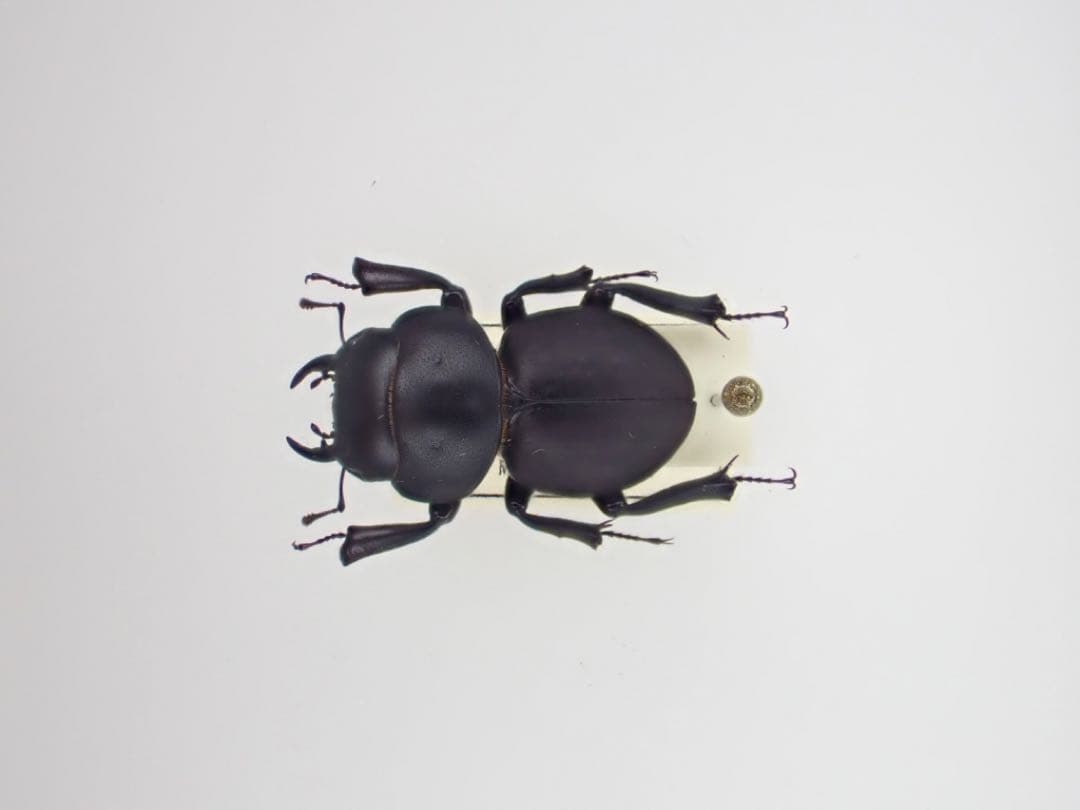 わたの木ハワイハネナシクワガタApterocyclus