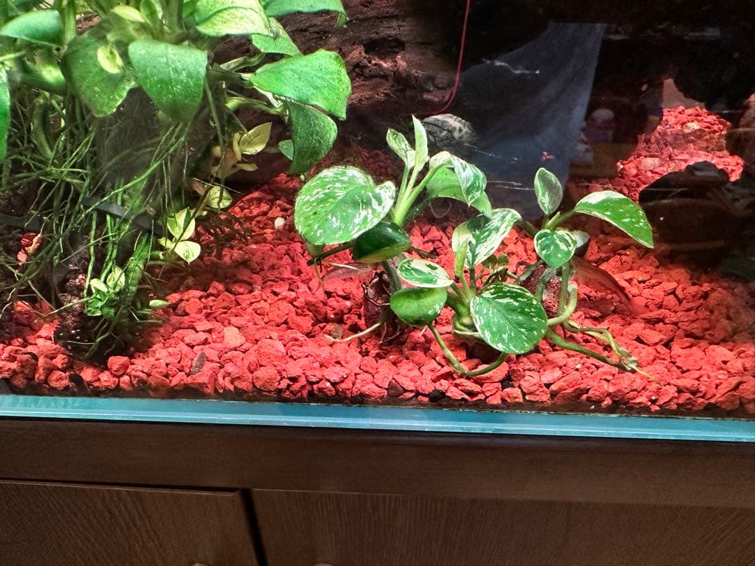 アヌビアスナナ-斑入りキングAnubias Variegated King 3本