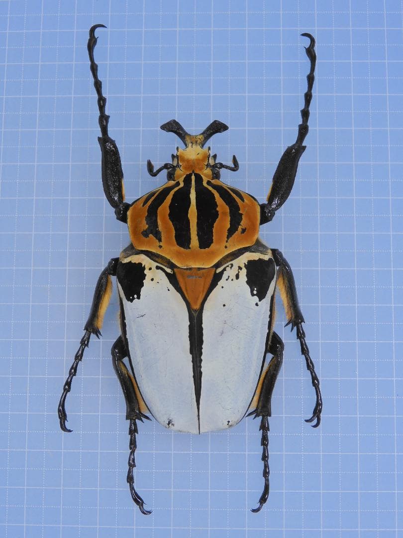 標本 Goliathus cacicus 86mm