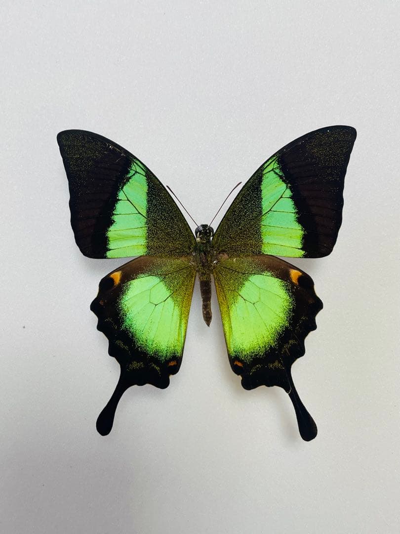 パピリオブッダ（オス、インド・ニルギリ産）